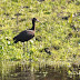 Glossy Ibis -- (Carms) update