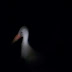 White Storks -- Brawdy area (old news)
