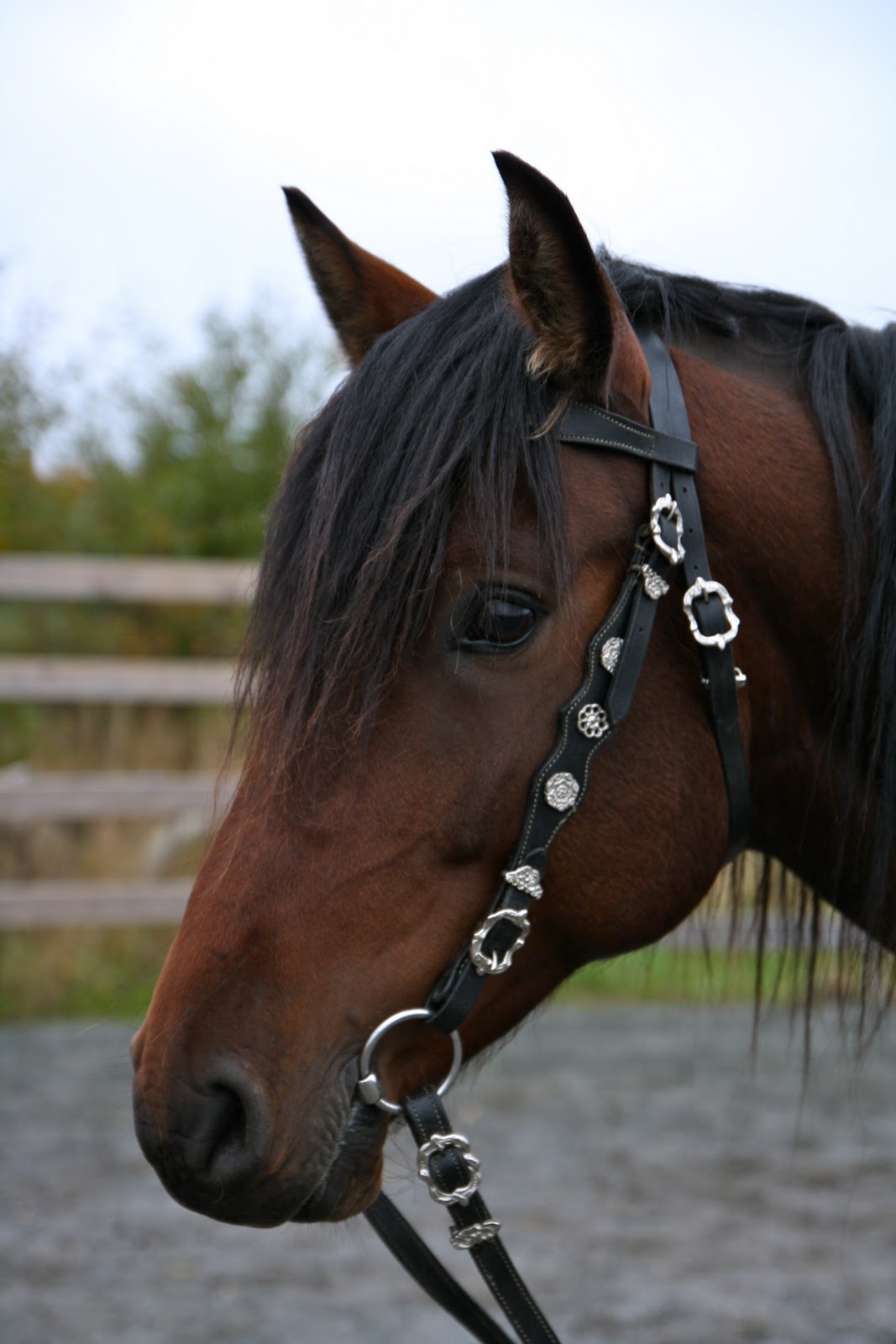 Life, the Universe and Everything Spanish tack