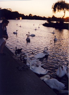 [0Swans-D.jpg]