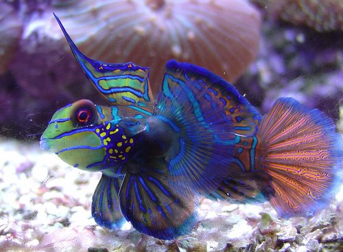 [aquarium_pics4.230151524_std.jpg]