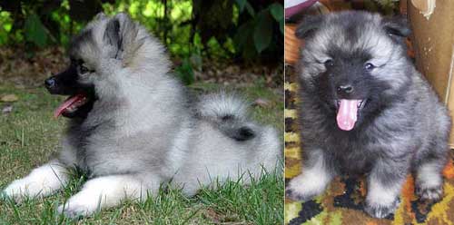 Nn The Pet S Shop Juli 2010