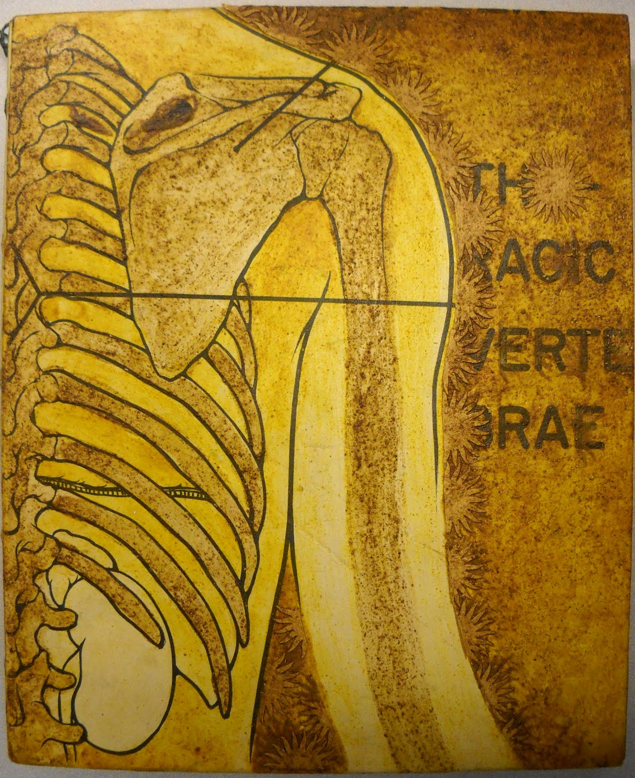[Vertebrae2.jpg]