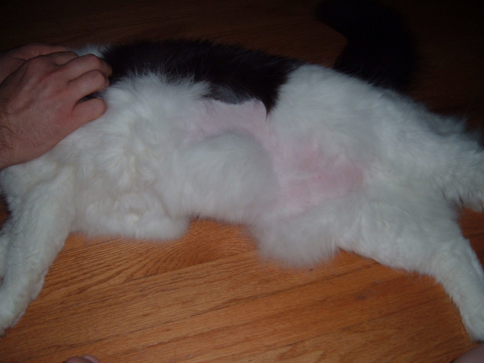[Mo+bellyDSCF2400.JPG]