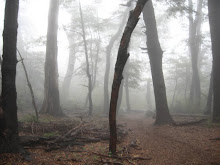 Bosque Tenebroso