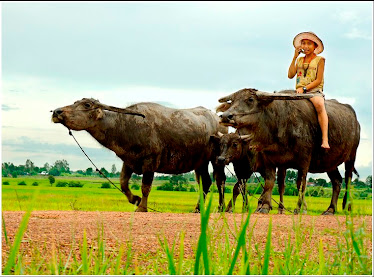 Caring buffalos after school time