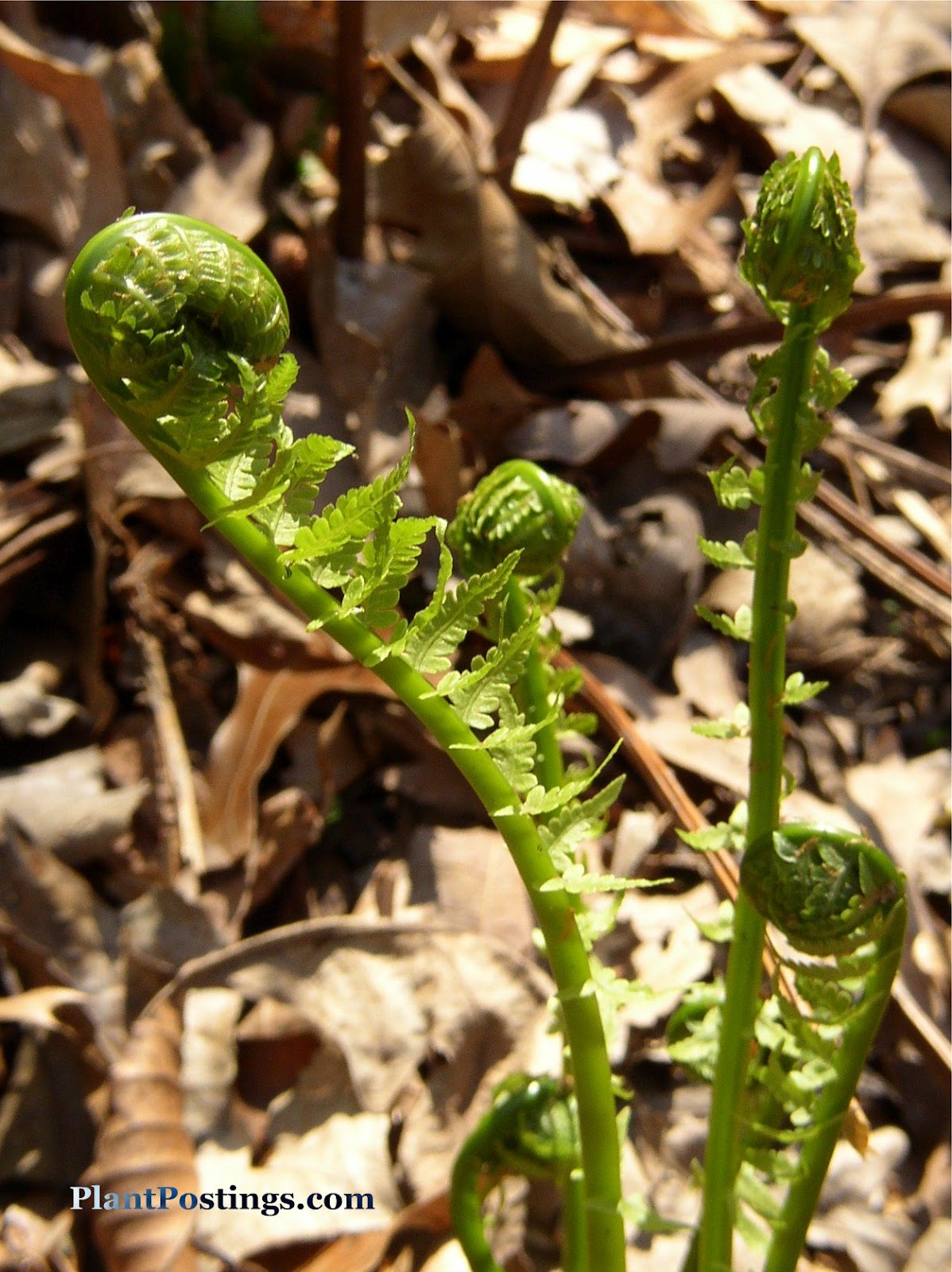 PlantPostings Plant of the month Fiddlehead Fern