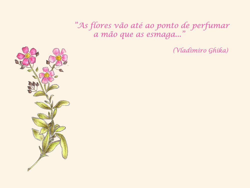 [Flores.psd.jpg]
