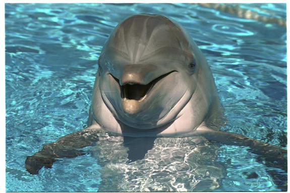 [dolphin.jpg]