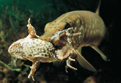 grenz|wissenschaft-aktuell: Der sechste Sinn von Fischen und Amphibien