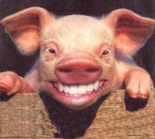 [partir-a-rir.header.smilingpig.jpg]