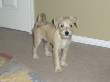 Our new puppy " Cooper " Mini Schnauzer / Jack Russell