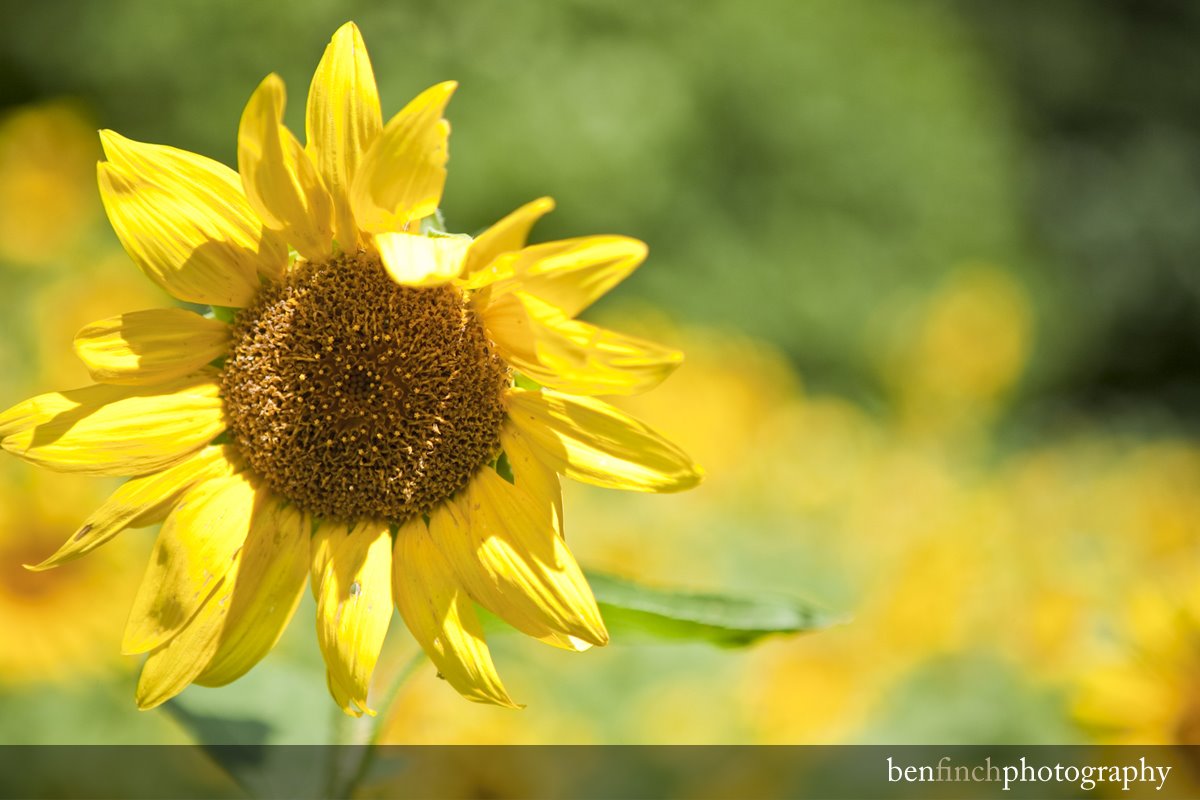 [Sunflower+Pic+for+Blog_1.jpg]