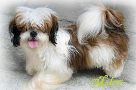 My Shih Tzu