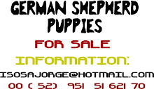 PUPPIES FOR SALE