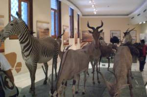 HISTORIA MUSEO GALERIA CARACAS historia museo galeria caracas:
