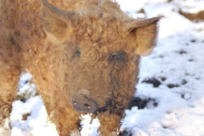 Curly Pig