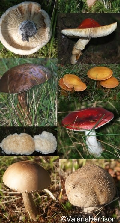 [1+Fungi+4.jpg]