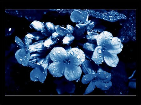 [dark+flowers+in+rain.jpg]