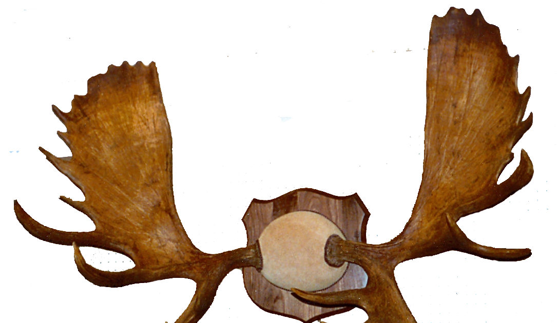 Lone Star Antler & Horn Custom Mounting Moose Rack Exhibit D
