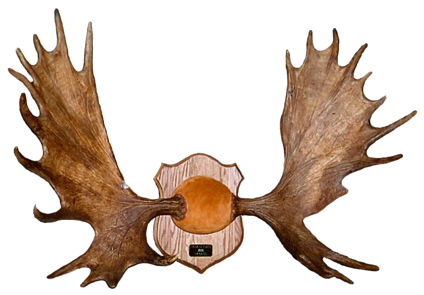 Lone Star Antler & Horn Custom Mounting Moose Rack Exhibit A (nicked