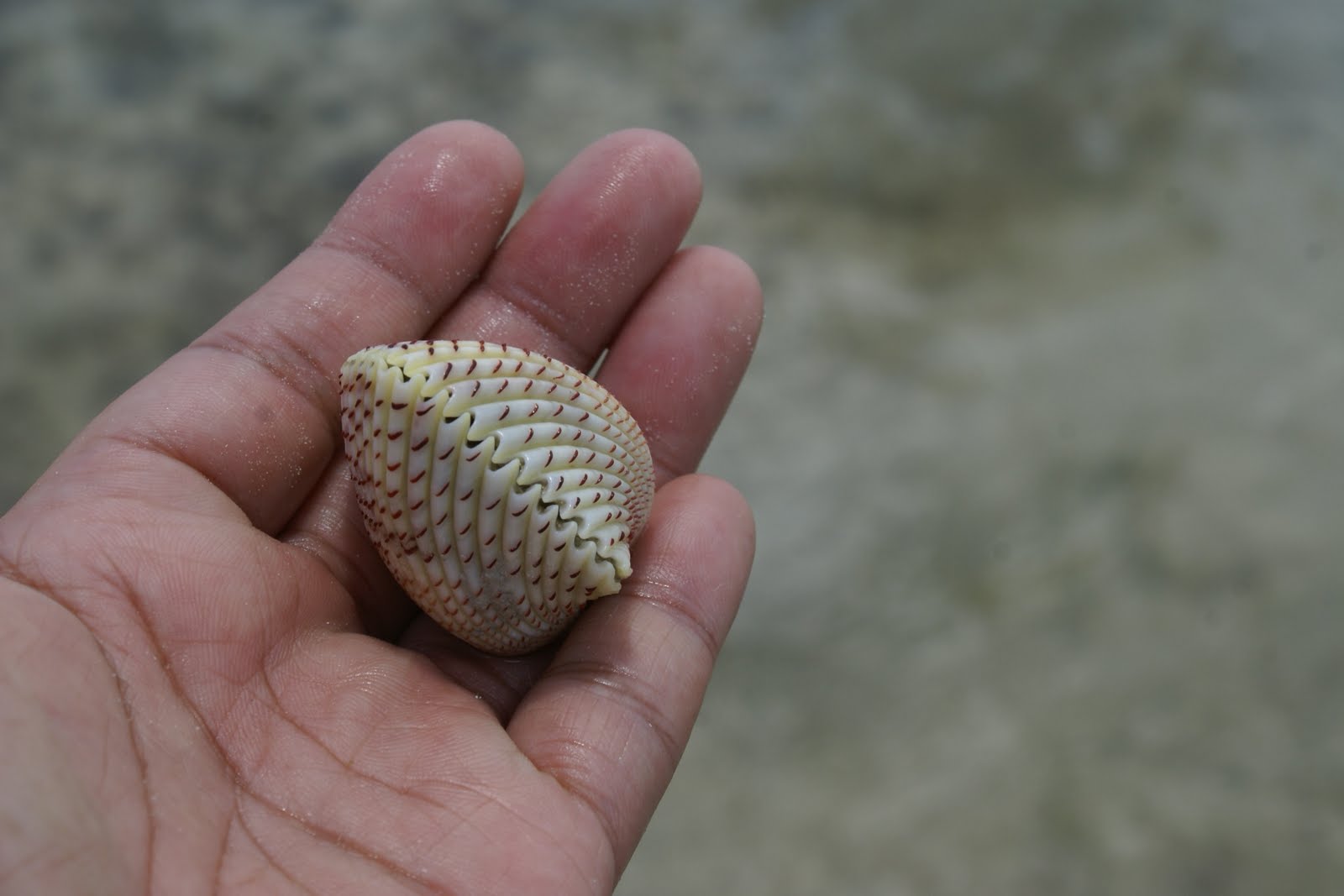 Kulit Bia in Ohoira / 2009