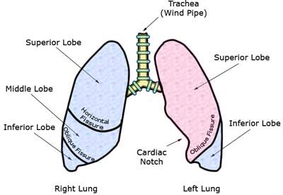 Superior Lobe