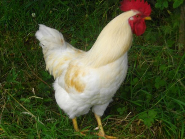 [chicken+2nd+August+09.jpg]