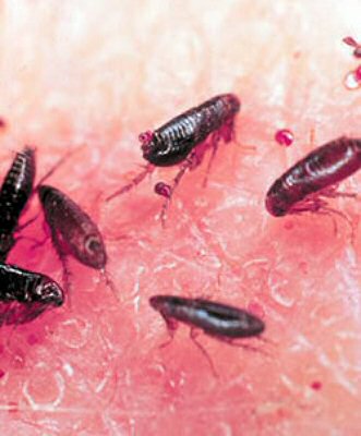 [fleas.jpg]