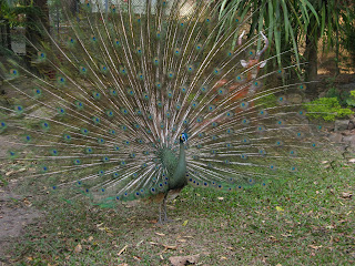 peacock at the Royal Palace near Sakhon Nakhon, Thailand