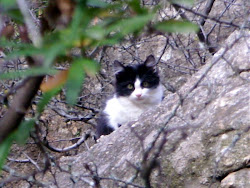 BOLITA.