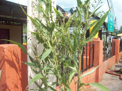 Pokok Jelai