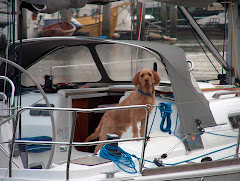 Onze Doerak, een Basset Fauve de Bretagne