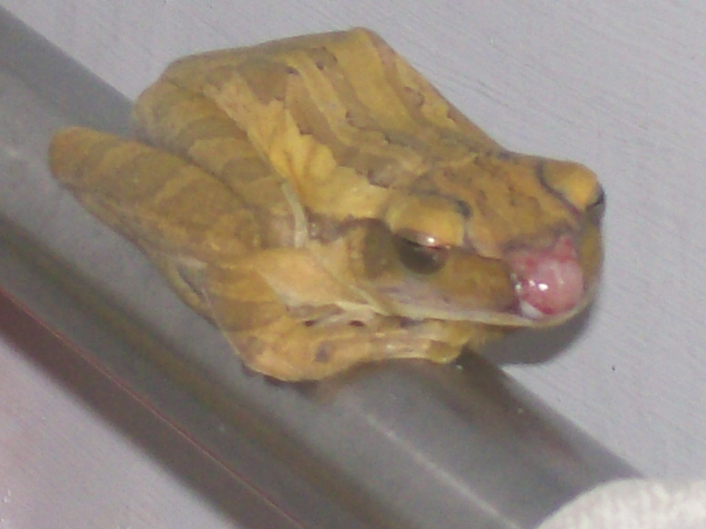 [katak+emas.JPG]