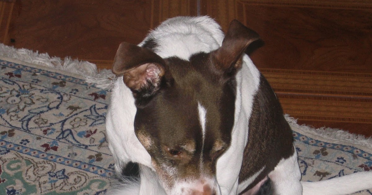 Sara Holbrook's Blog Spot The Dogs Ate My S.O.S. Pads!