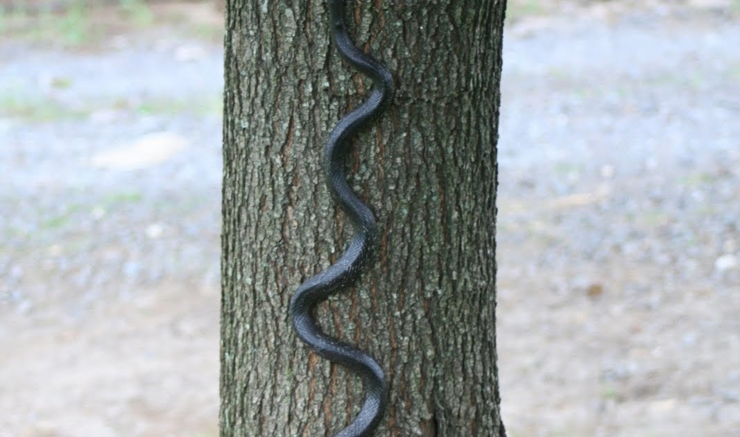 Always Ariel Tree Climbing Snake