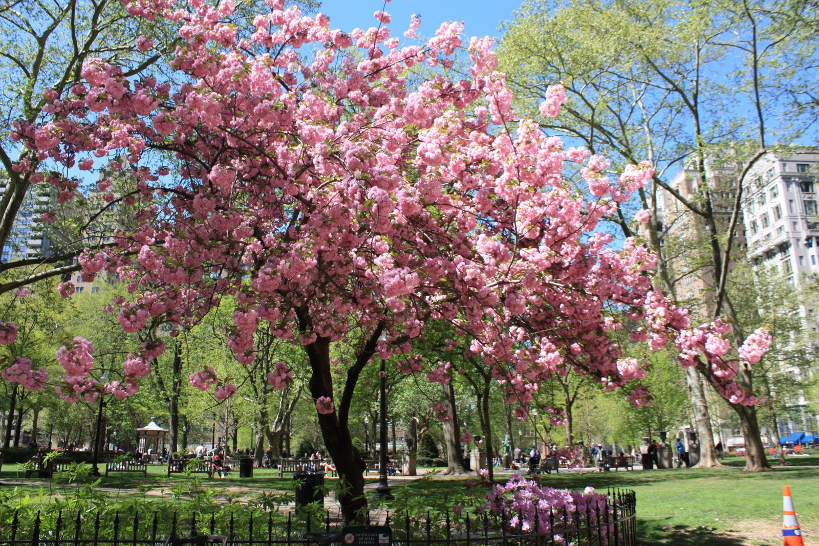 The most beautiful flowering trees in your garden Page 3 Gardening