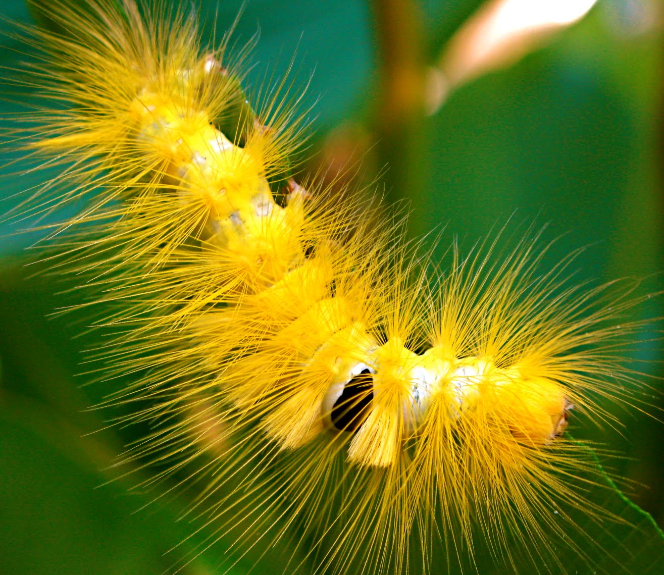 into the wild yellowhair caterpillar
