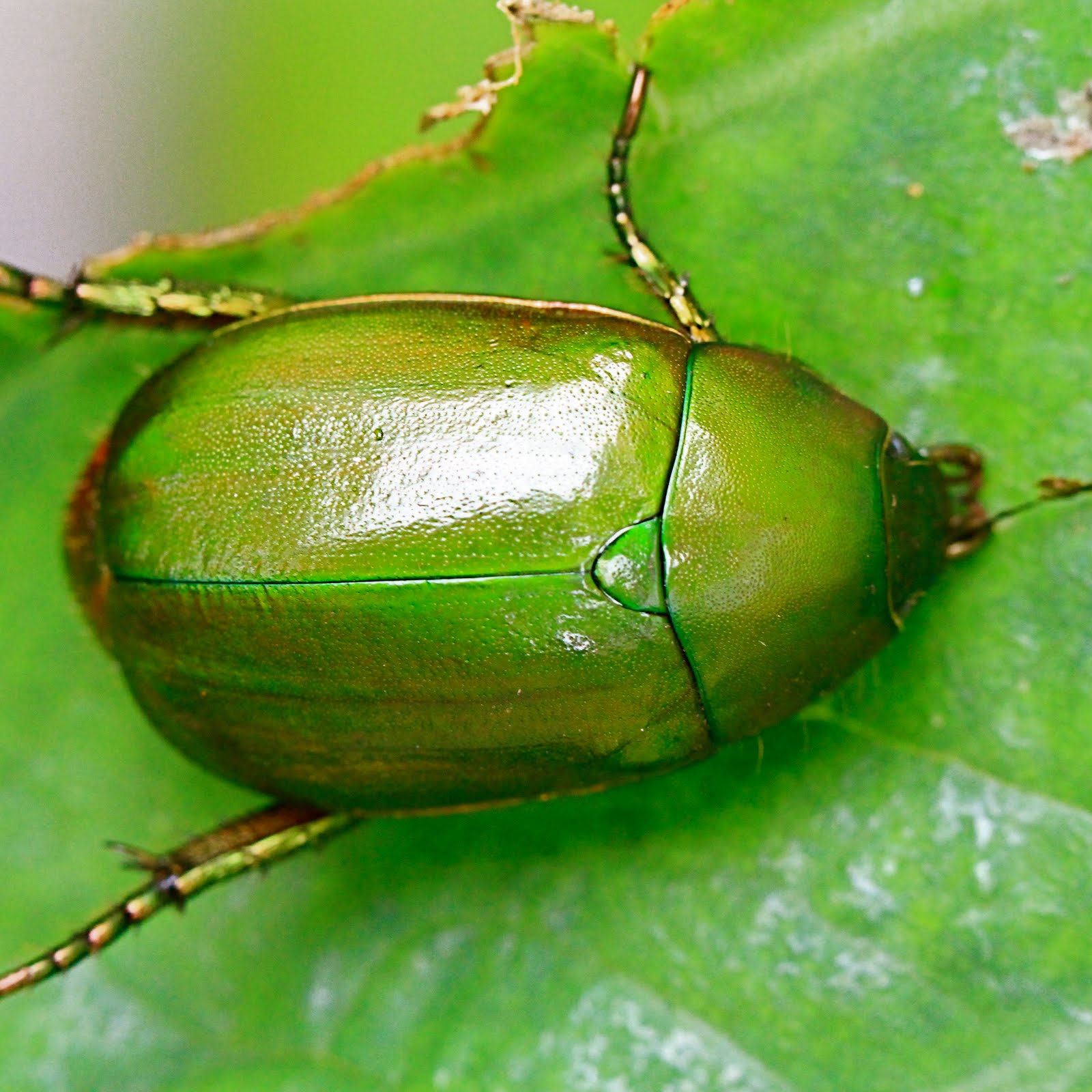 into the wild: shiny green beetle