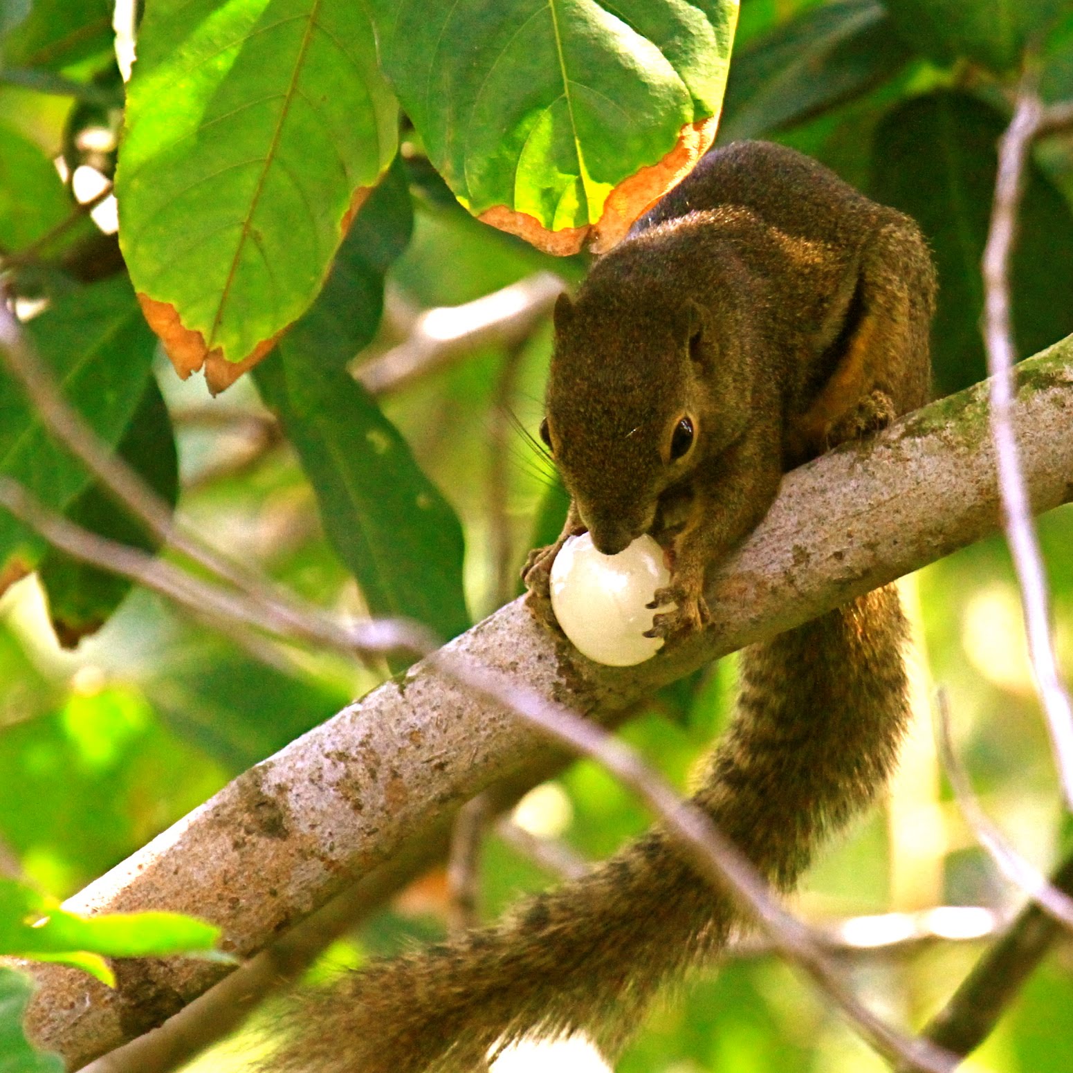 into the wild the plantain squirrel