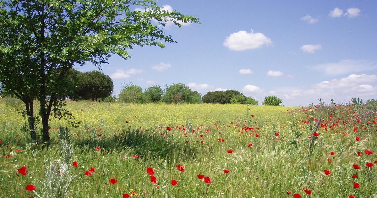 2º Encuesta: ¿Cuál es tu perfil profesional? ~ Jardinería y Paisajismo