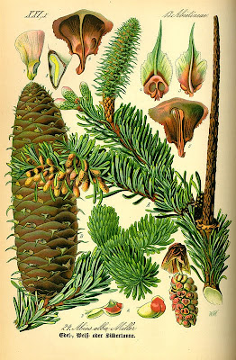 Imagenes botanicas