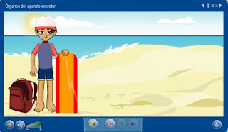 external image iraitz-excretor.bmp