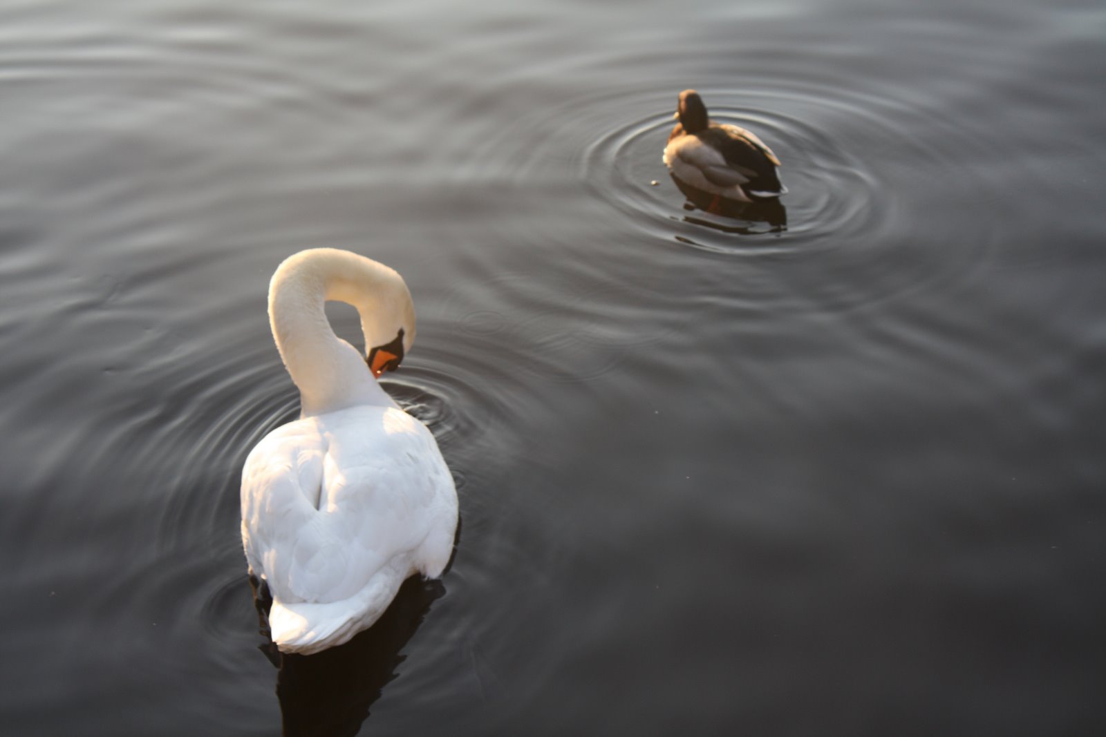 [Swan4.JPG]