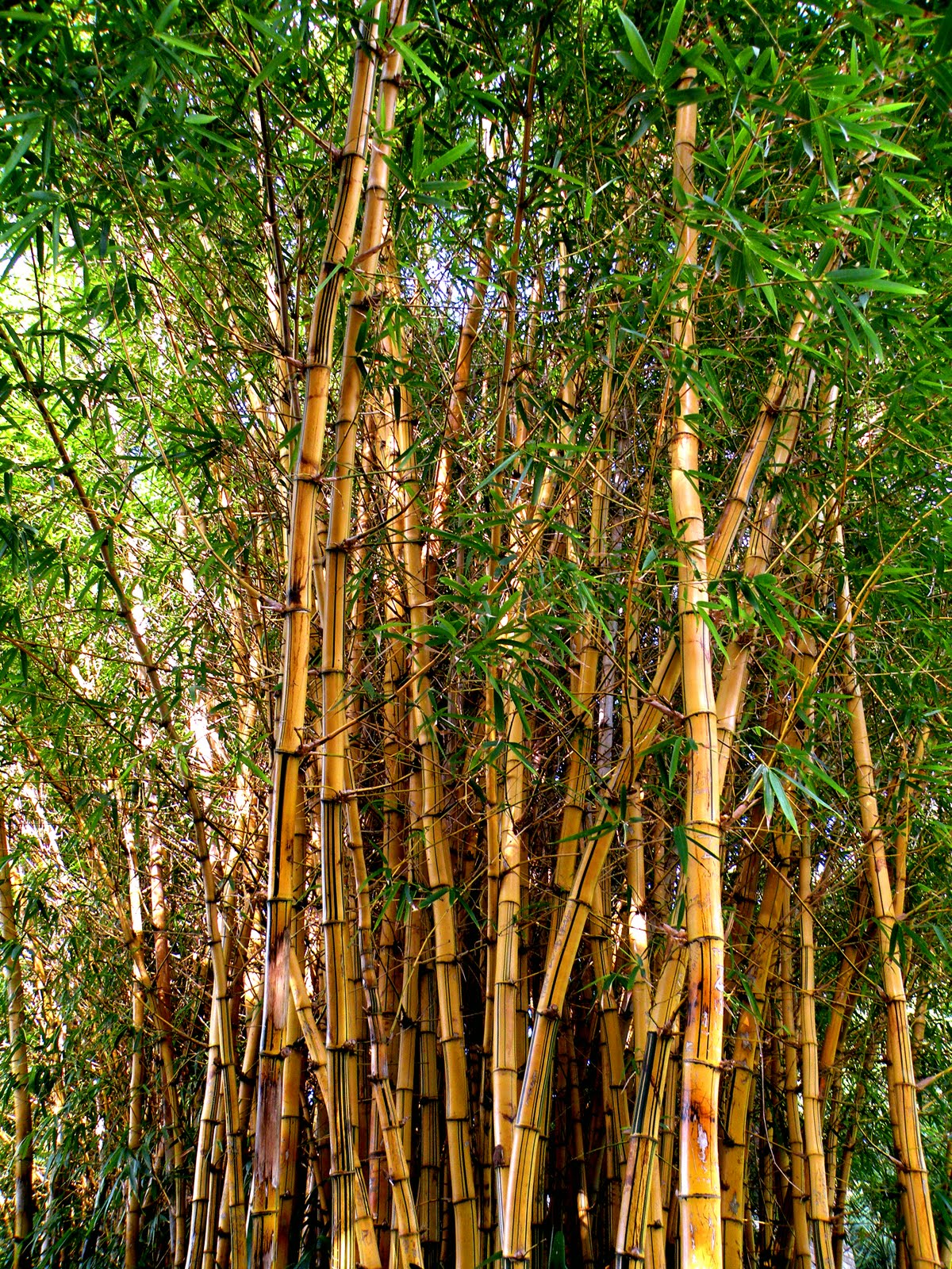 Buddha Bellies The Big Bambu