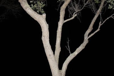 arbre nocturne guillaume lelasseux 2008