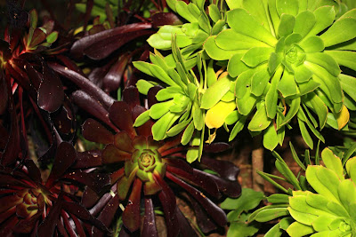 ying yang vert et noir plante grasse guillaume lelasseux 2009