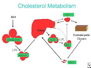 Hormonios esteroides e colesterol