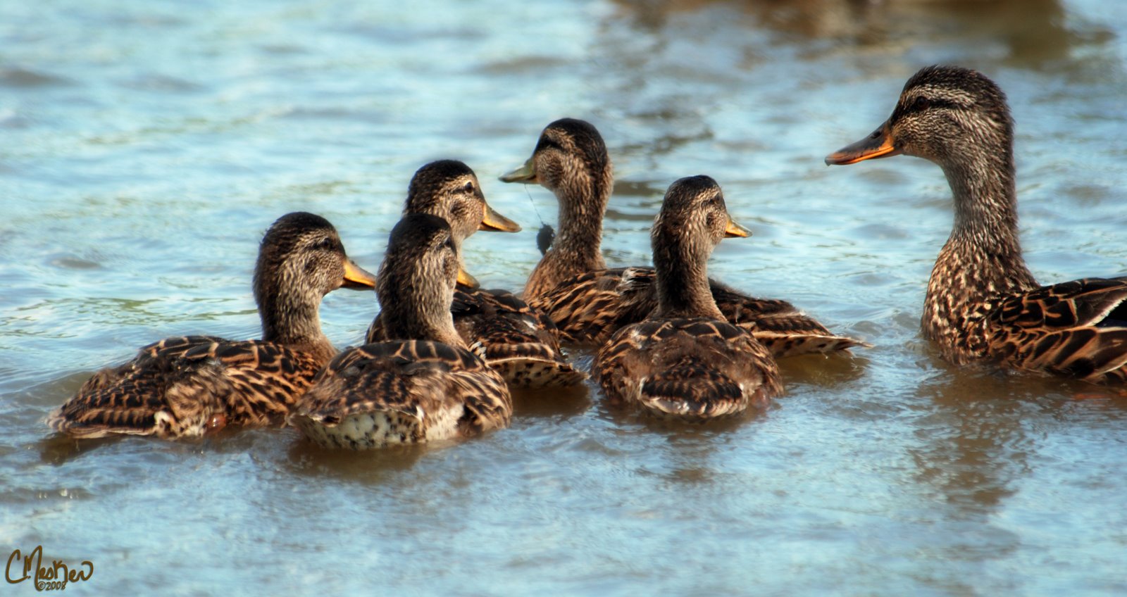 [16-ducklings.jpg]