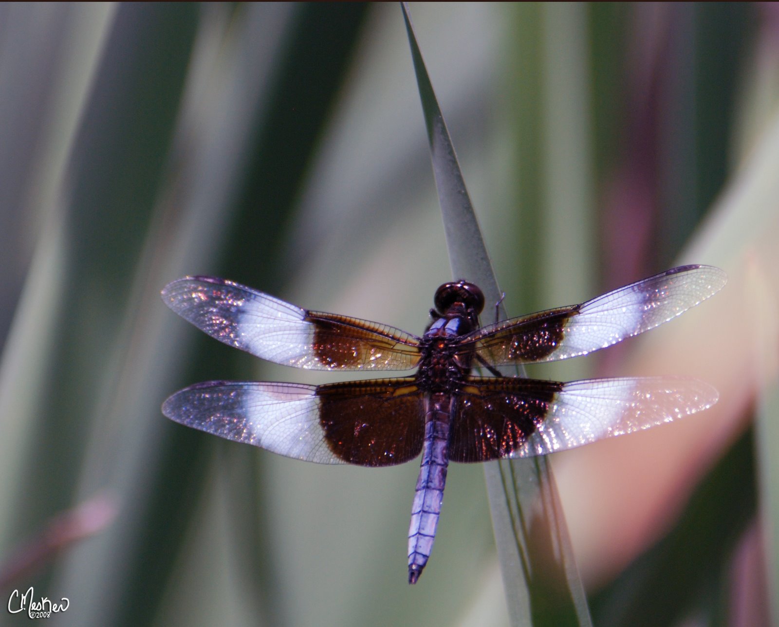 [49-dragonflyE.jpg]